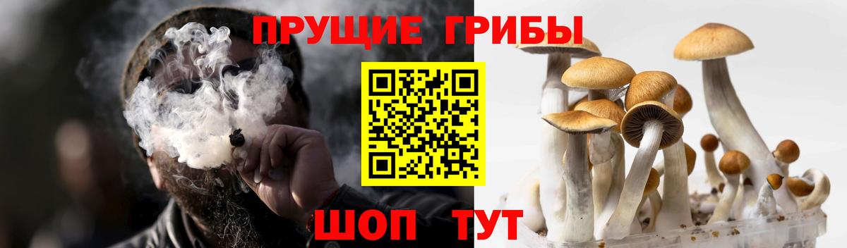 Галлюциногенные грибы Cubensis Фрязино